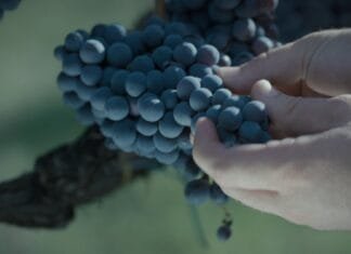 Rai 3, DiVine Venerdi’ 28 Febbraio Il Documentario Che Racconta La Vita Nel Mondo Del Vino Di Cinque Donne